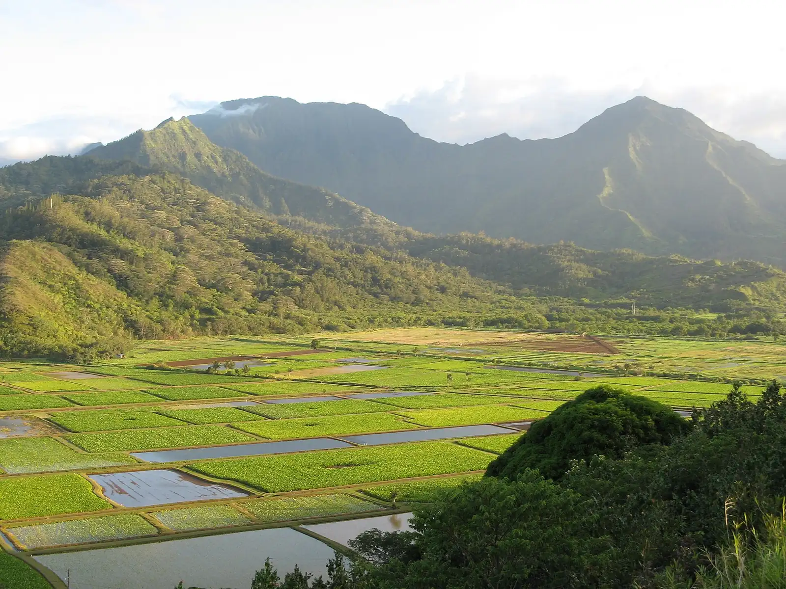Taro fields